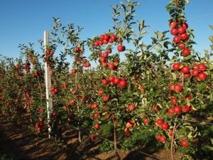 Dwarf apple trees: TOP-23 Best varieties, description and photo