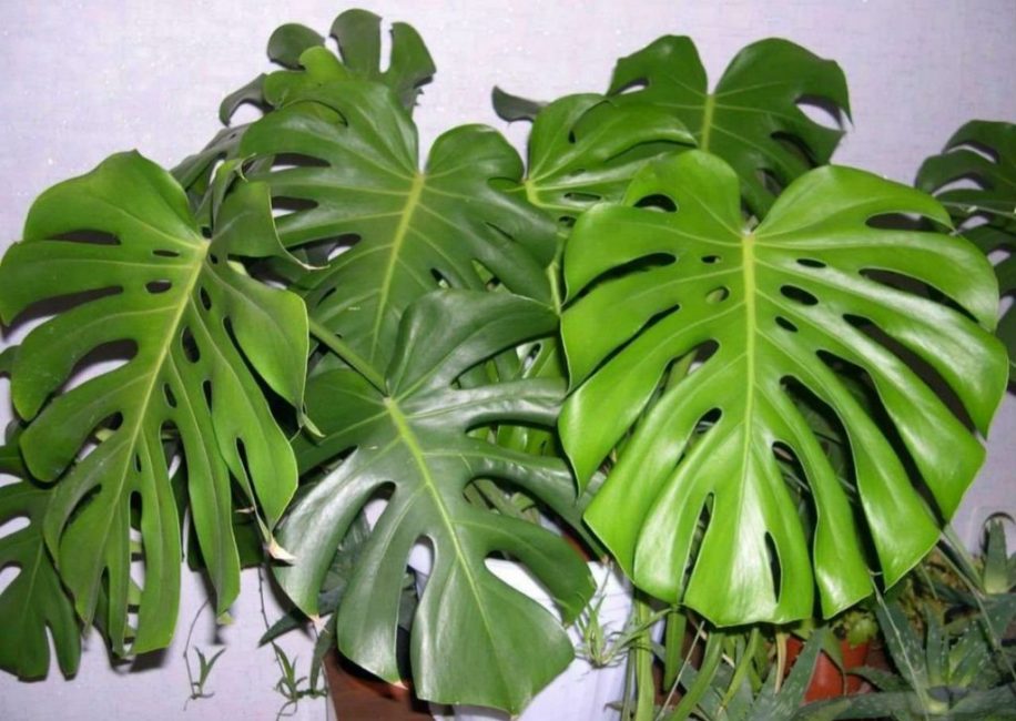 Monstera