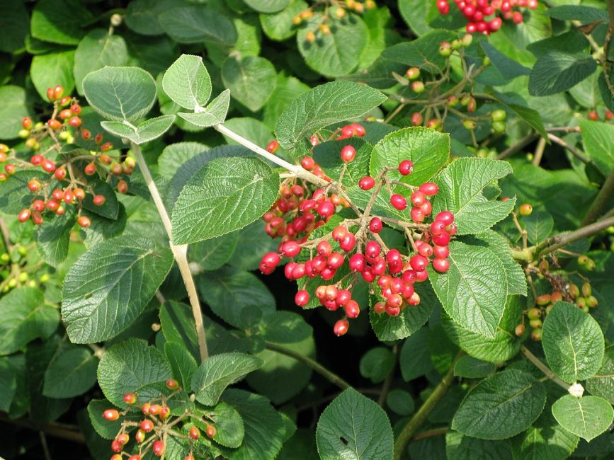 فخر الويبرنوم (Viburnum lantata)