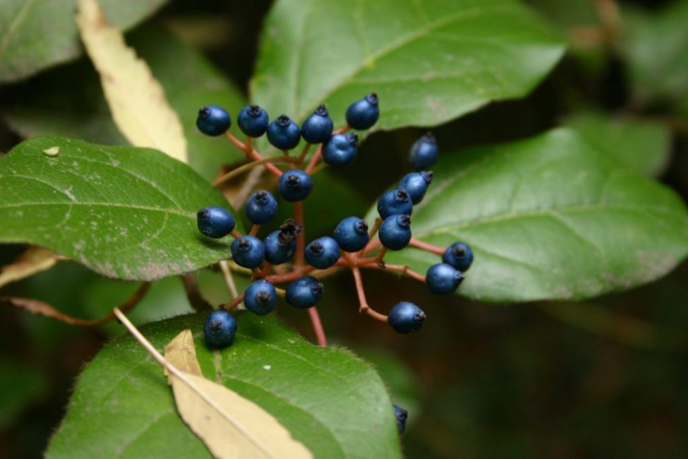 لوريل الويبرنوم (Viburnum tinus)