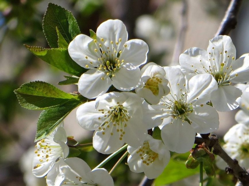 fiori di prugna ciliegia