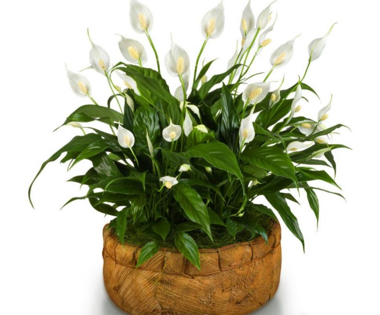 Spathiphyllum