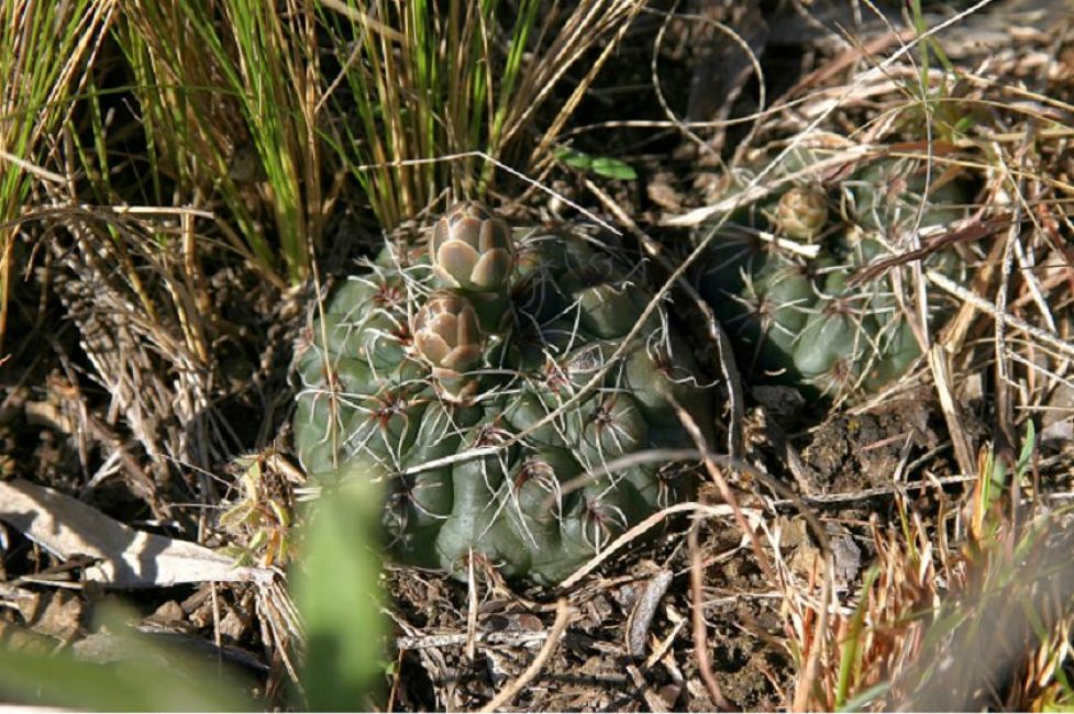 Gymnocalycium amerhauseri جاهز للازدهار