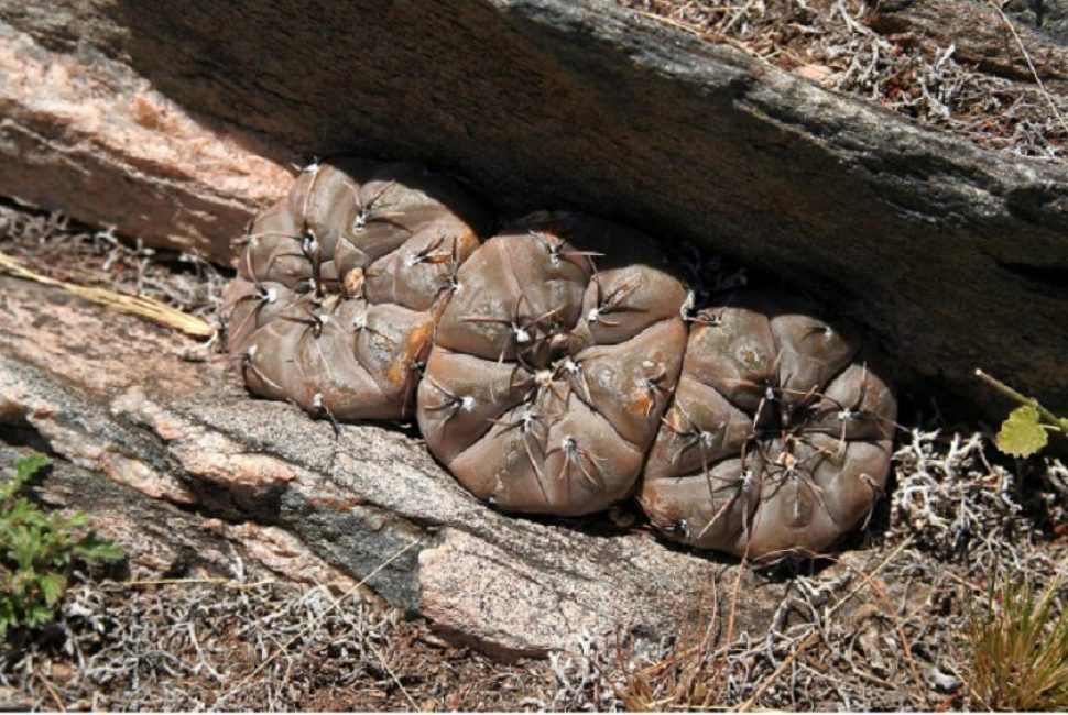 ينمو نوع Gymnocalycium berchtii حيث يمكن أن يكون جزء من اليوم في الظل