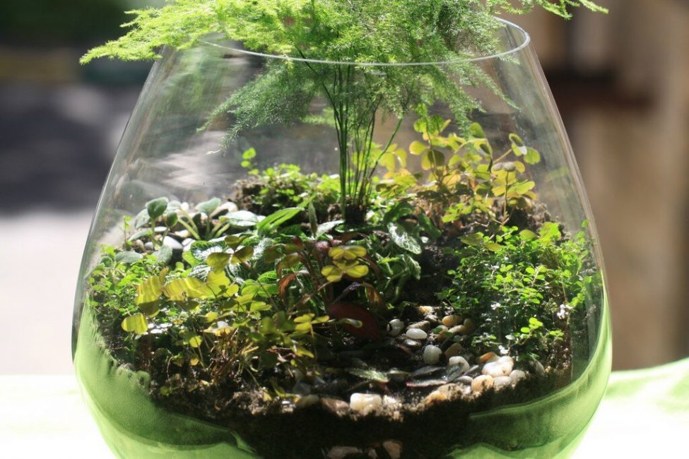 Terrarium Tropical Rainforest