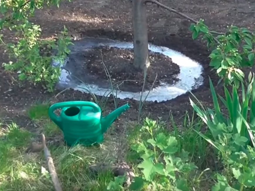 Innaffiare un albero è meglio farlo in un cerchio vicino al tronco.