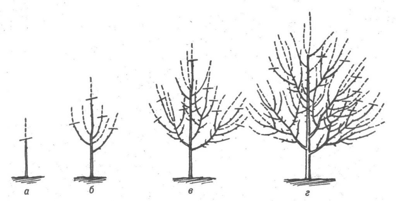 Formazione della corona di prugna ciliegia