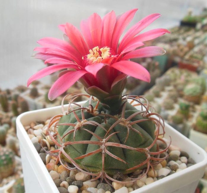 Gymnocalycium في المنزل