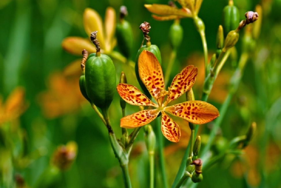 Ixia sinensis معرض للخطر