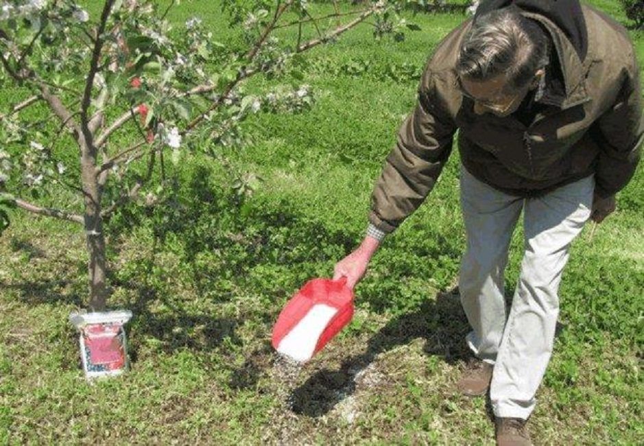 Condimento superiore alla prugna ciliegia