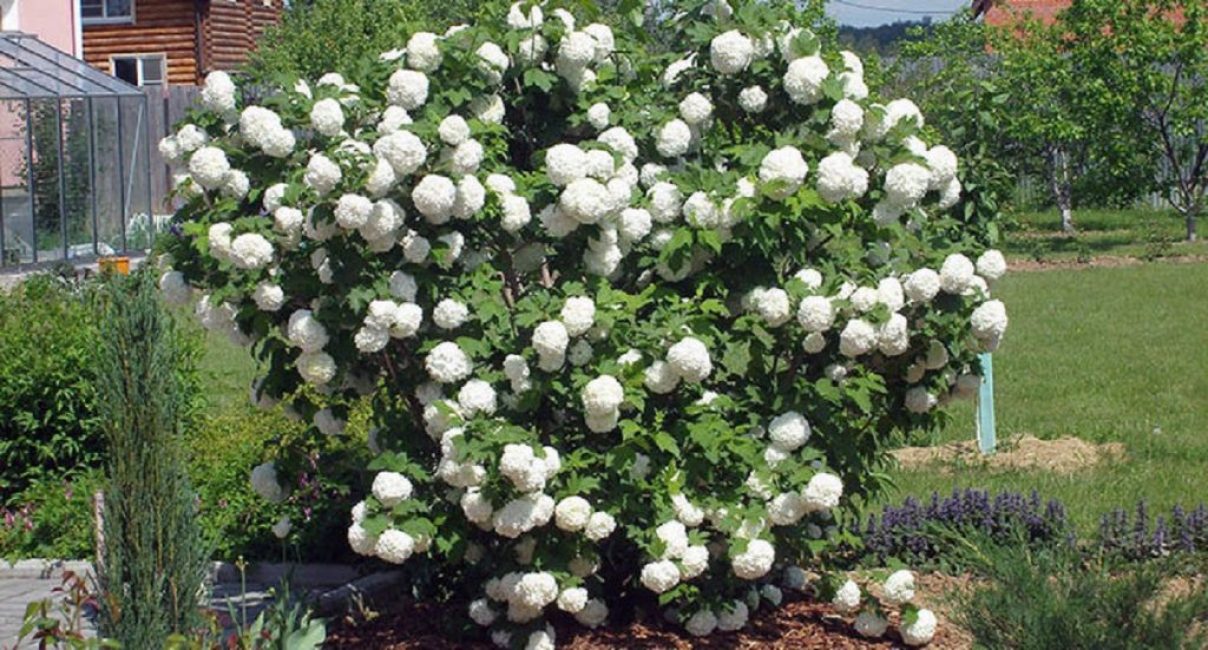 Roseum (Viburnum opulus Roseum) أو Buldenezh