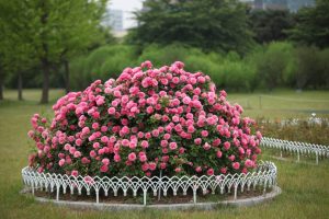 Park roses: a description with the names of the 17 best varieties, including winter-hardy ones