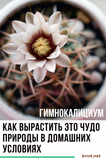 Gymnocalycium في المنزل