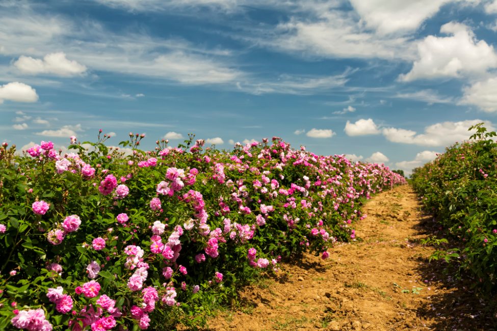 صور حديقة الورود بالأسماء