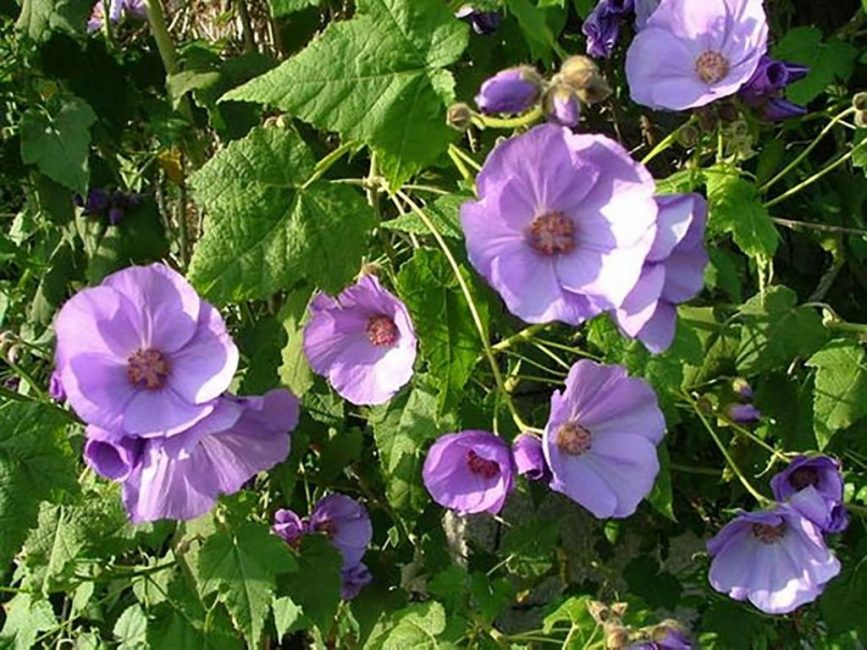 Abutilon vitifolium (abutilon vitifolium)