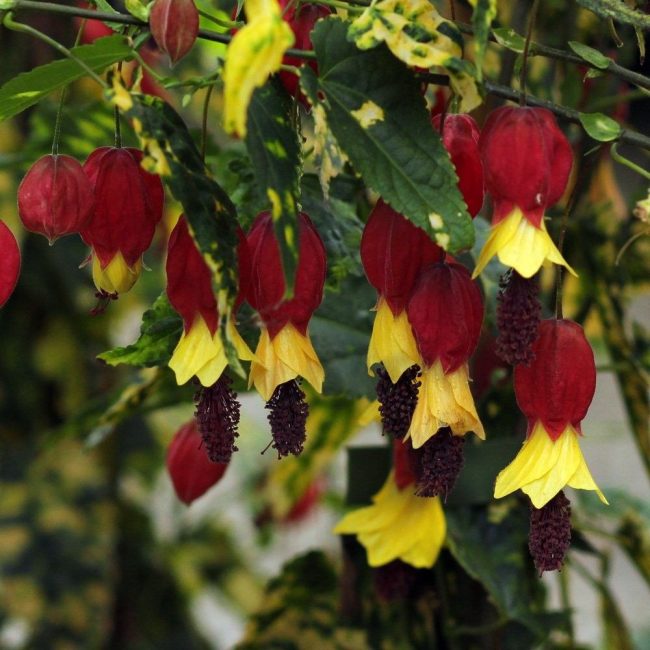 Abutilon megapotamus