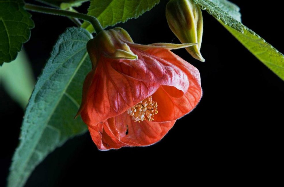 Abutilon الهجين