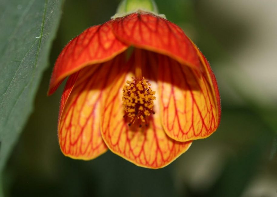 Abutilon sello (sellowianum)