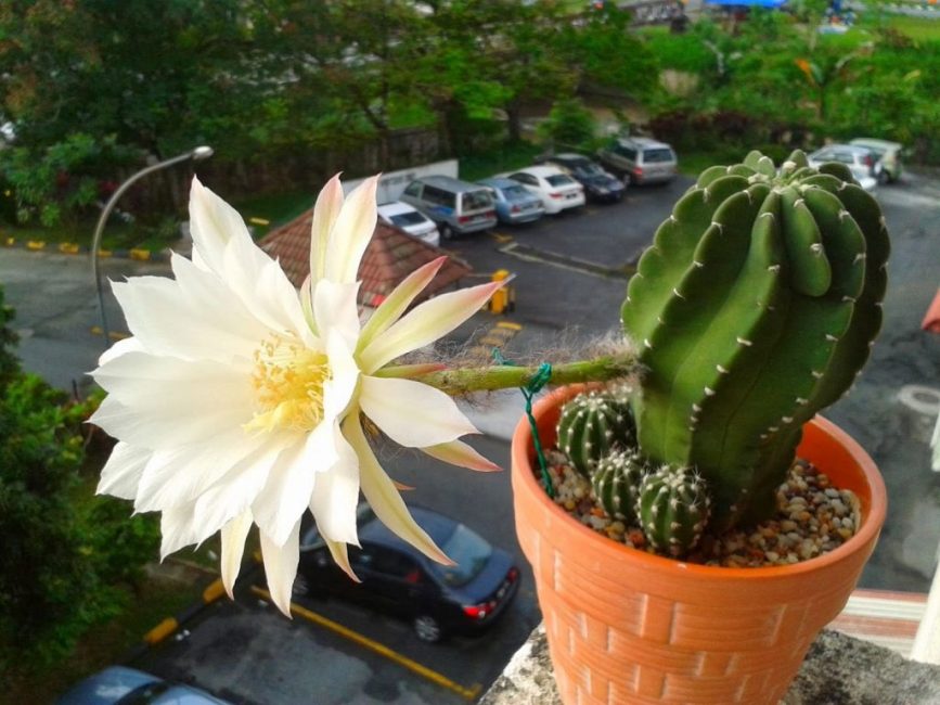 Echinopsis هو النوع الأكثر شيوعًا من نبات الصبار الصحراوي المزروع محليًا.