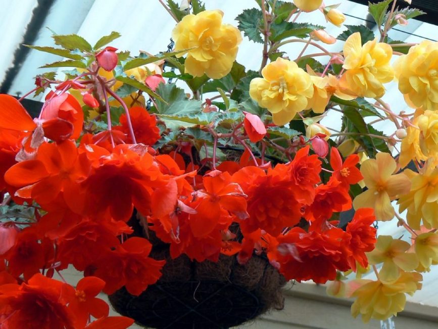 Begonias على حافة النافذة