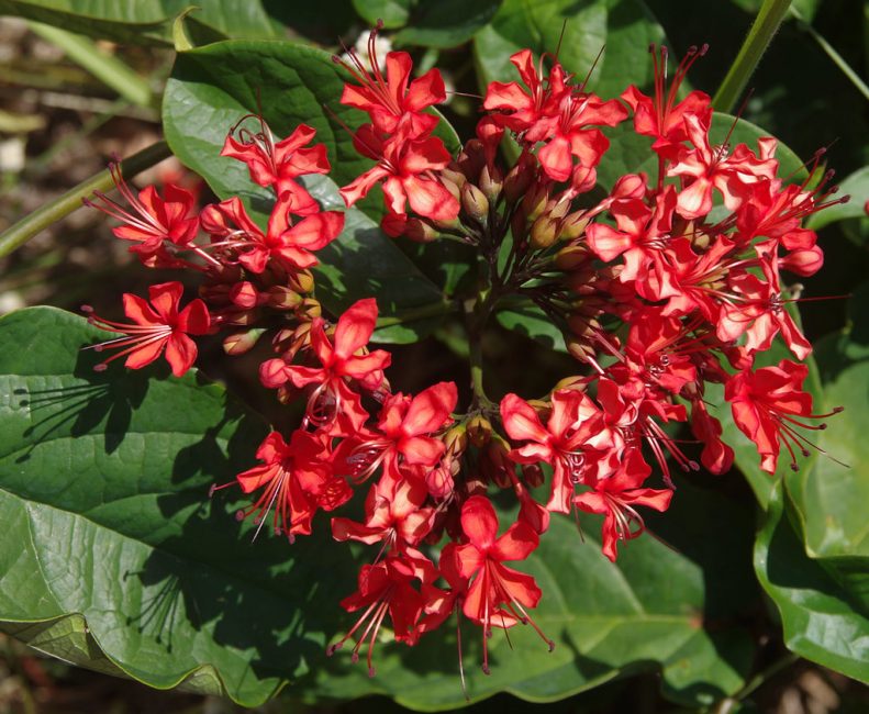 Clerodendrum رائع