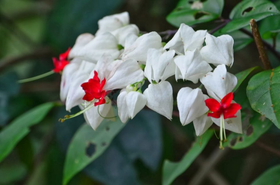 Clerodendrum thomsoniae