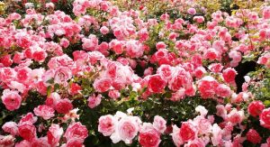 Polyanthus roses: description of 11 varieties, features of growing from seeds at home