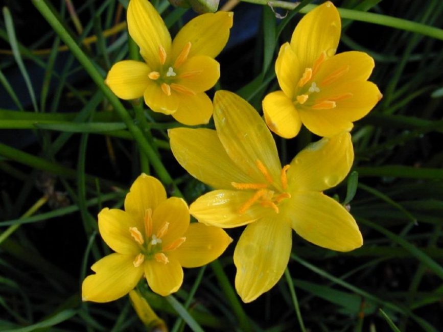 متنوعة Zephyranthes aurea