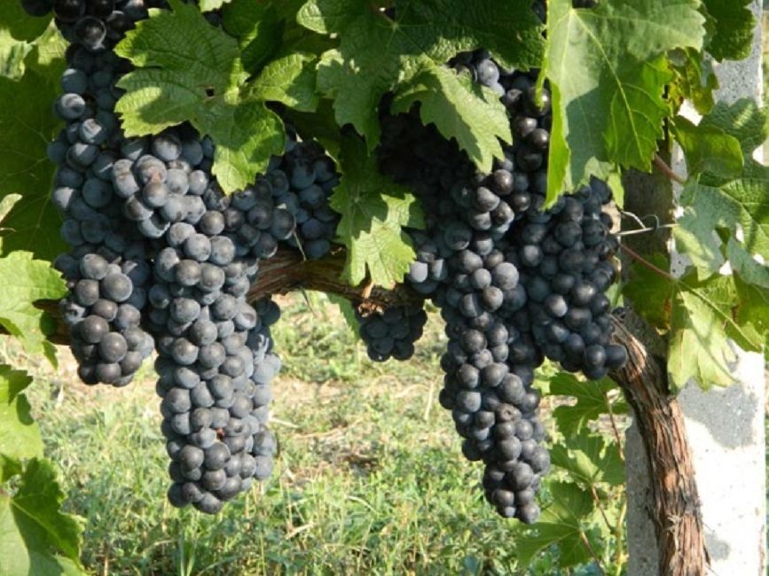 Merlot التقني عنب