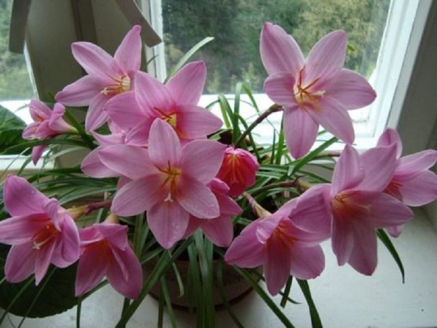 Zephyranthes قوية