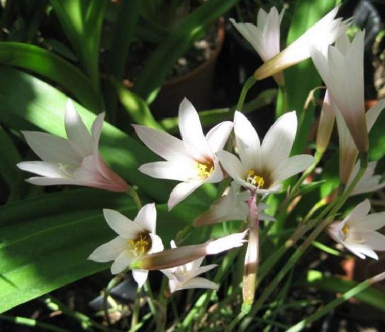 Zephyranthes متعدد الالوان