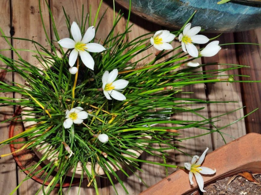 Zephyranthes في المنزل