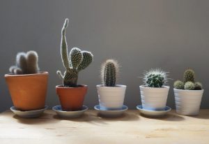 Hoe zorg je thuis voor een cactus: kenmerken van zorg na aankoop, in de winter, bloei, reproductie en water geven