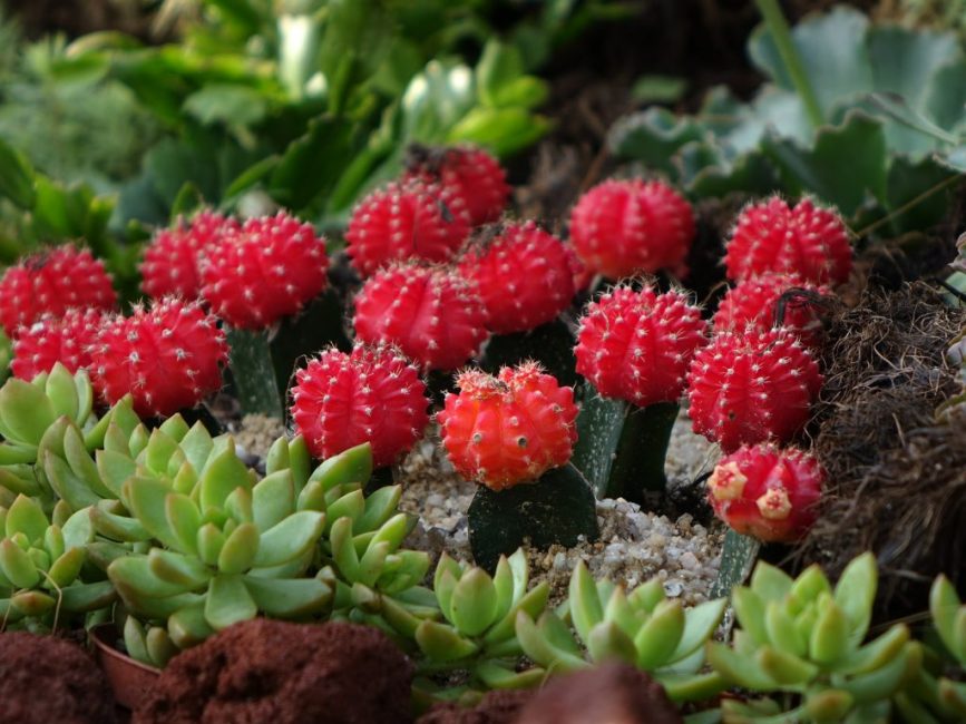 hymnocalycium في المنزل