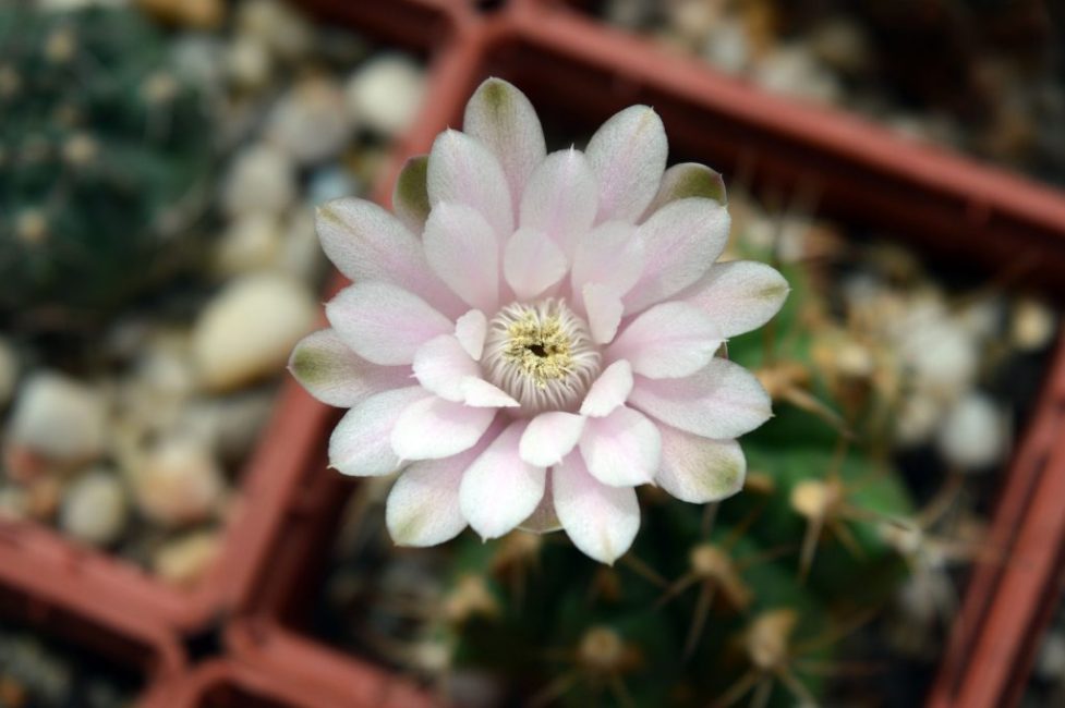 hymnocalycium في المنزل