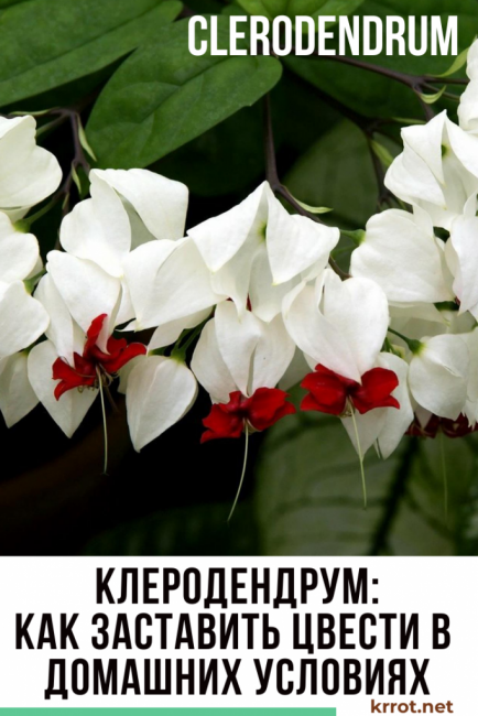 clerodendrum في المنزل