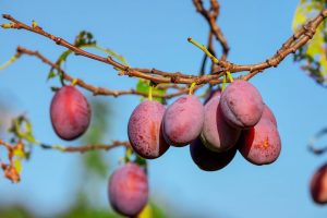 البرقوق: الغرس والرعاية في الحقل المفتوح في الخريف ، الربيع ، التكاثر ، التوصيات ، نمط الزراعة ، عندما تؤتي ثمارها ، وصف الأصناف