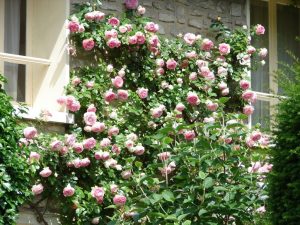 Climbing roses: description of the 20 best varieties, planting and care, reproduction, pruning