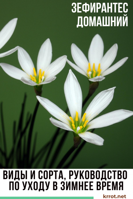 Zephyranthes في المنزل