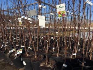 Why do fruit tree seedlings not take root? TOP 15 Reasons for Poor Growth