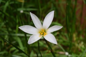 Zephyranthes في المنزل: الأنواع والأصناف ، دليل لرعاية الشتاء والتكاثر