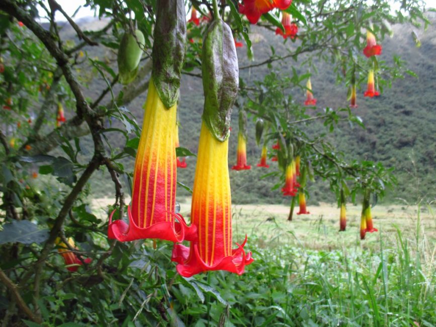 Brugmansia sanguinea