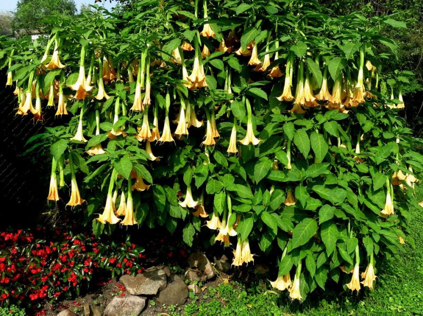 suaveolens Brugmansia