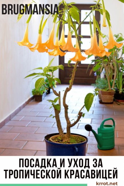 Brugmansia: زراعة ورعاية في المنزل ، تنمو من البذور