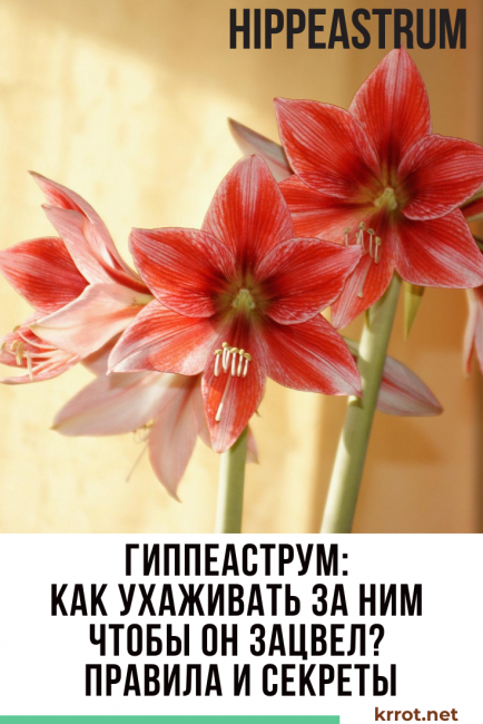 Hippeastrum هي زهرة جميلة ، رائعة للتكاثر في المنزل.