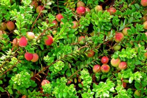 Garden cranberries: planting and care, recommendations for growing from seeds in a summer cottage, useful properties, use of cooking