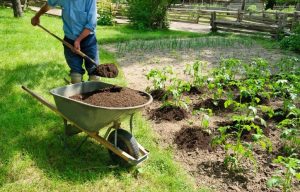 Natural fertilizers for the garden and indoor flowers: description and their application