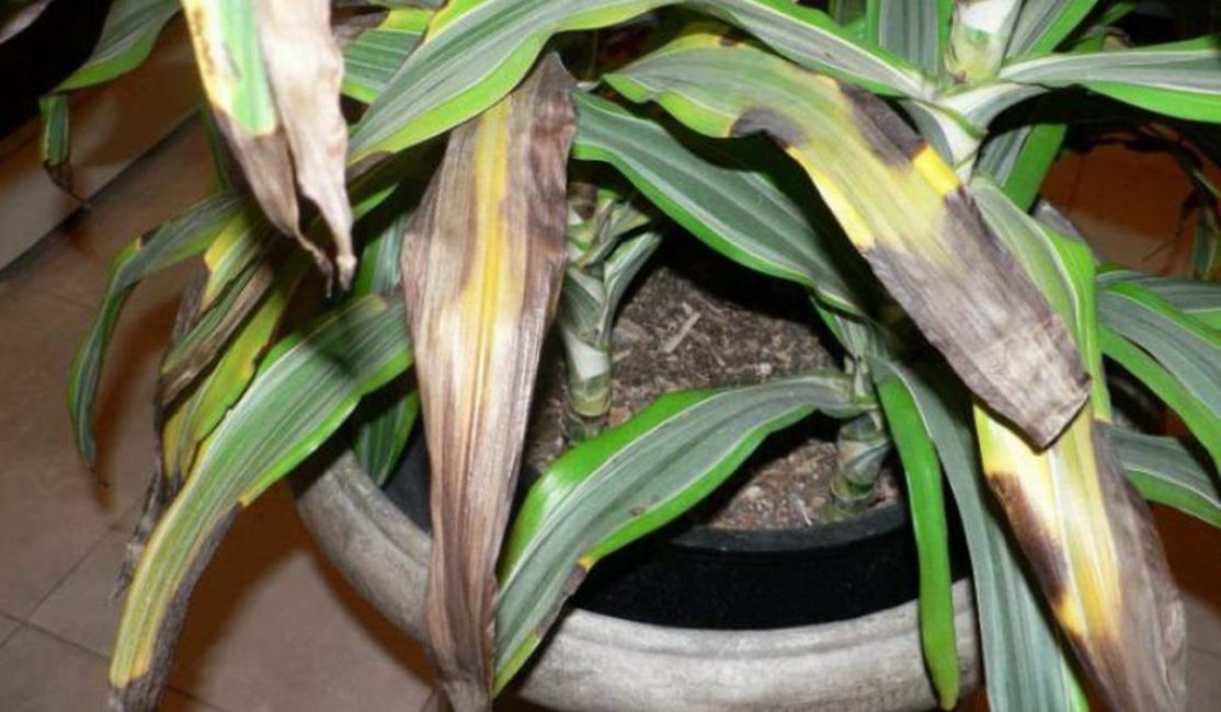 التواء وسقوط أوراق dracaena من الرطوبة الزائدة