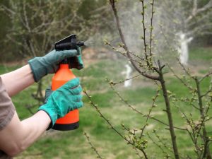 Het verwerken van de tuin in het voorjaar van ziekten en plagen is een garantie voor een goede groei, ontwikkeling en vruchtvorming van bomen en struiken