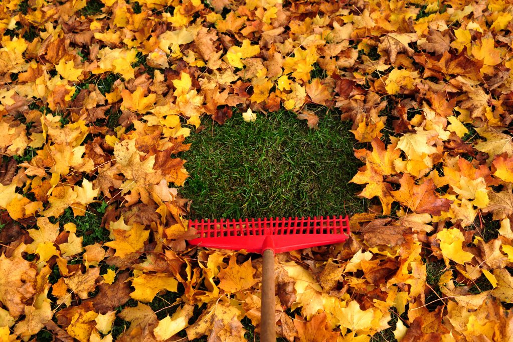 cuidado do gramado no outono, preparando-se para o inverno